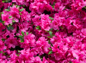 Najlepši cvet kome ne smeta hladnoća: Posadite ga sada i raskošnim izgledom će cele godine krasiti vaše dvorište i terasu