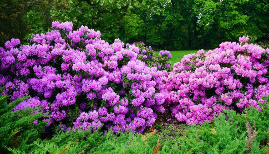 Ovo obavezno morate da uradite u februaru: Eksperti otkrivju caku da vam hortenzije cvetaju u pravoj boji