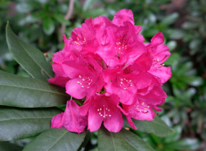 Žene u Srbiji masovno traže ovaj cvet: Sadi se početkom oktobra i zima mu ništa ne mogu, tada najviše cveta