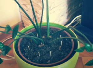 Za samo dva dana će se preporoditi: Spasite biljku uz pomoć jednostavnog trika sa šibicom