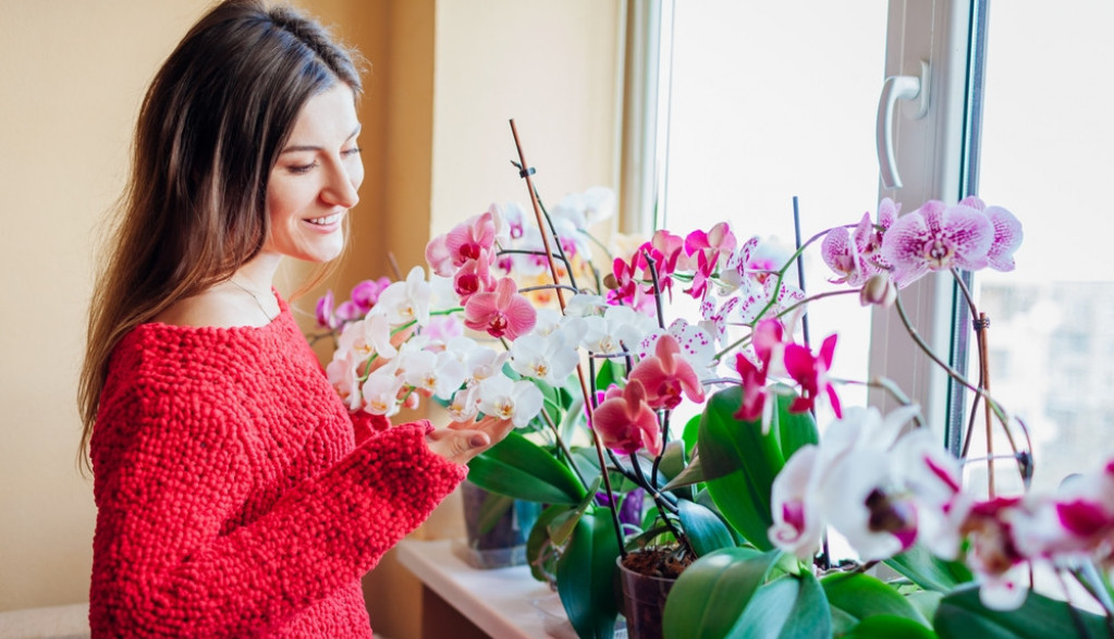 Ako vam orhideja vene, stavite samo 1 sastojak u saksiju: Cvetaće cele godine, a truli koren će se začas oporaviti