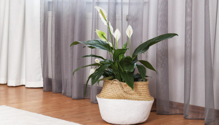 Džep pun para: Unesite ovu biljku u svoj dom i očekujte prosperitet, božanstvena je i lako se održava