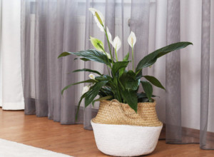 Džep pun para: Unesite ovu biljku u svoj dom i očekujte prosperitet, božanstvena je i lako se održava