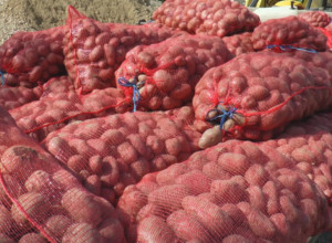 Crveni ili beli krompir: Stričnjaci otkrili koji je zdraviji, razlika je velika
