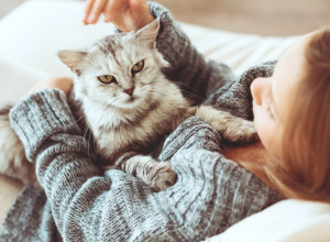 Da li vam mačka često ležI na stomaku i prede? Nešto neverovatno se tada događa sa vašim telom