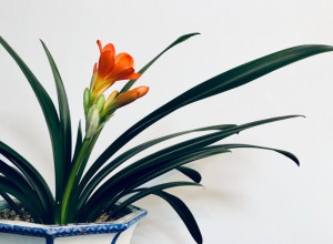 Prema feng šuiju privlači sreću: Unesite ovu biljku u kuću i u vaš dom stiže blagostanje