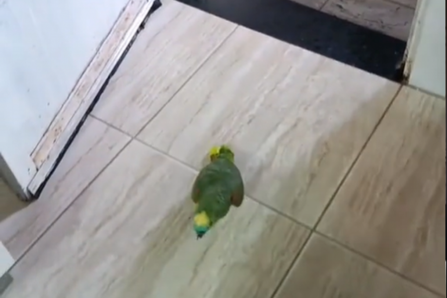 Papagaj koji peva: Zna sve reči Rijanine pesme "Monster", a mnogi se pitaju kad izbacuje album