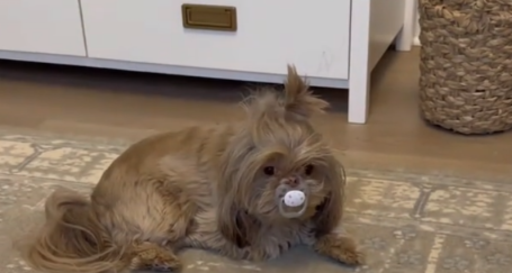 Pas i nije neka pomoć: Pogledajte šta ova kuca radi dok beba plače, životinje su baš kao mi - smeh do suza!