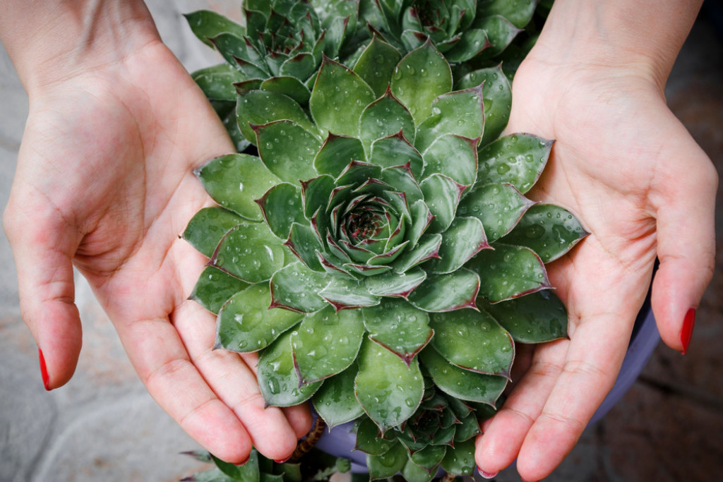 Čuva kuću, ali i zdravlje: Narodni recepti od čuvarkuće za lečenje hemoroida, cisti i drugih tegoba