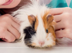 Neobični kućni ljubimci: Jeftini su, odlični za porodice sa decom, a nisu zahtevni kao pas i mačka