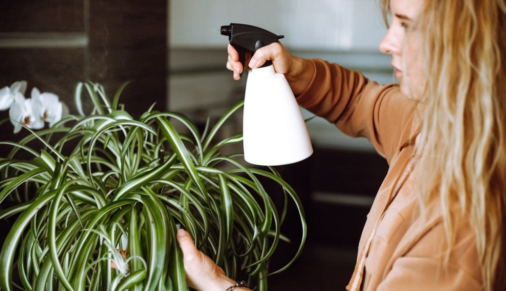 Zaboravite na vlagu: Ova sobna biljka sprečava stvaranje kondenzacije, pa nećete morati da brišete prozore i danju i noću