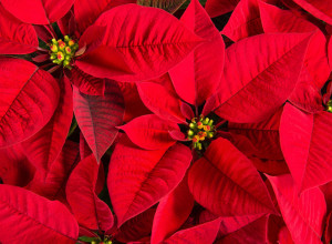 Božićna zvezda, cvet koji donosi sreću: Veoma je nežna - Evo kako da vam ne uvene i da što duže krasi vaš dom