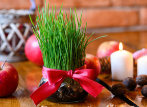 Danas se sadi božićna pšenica: Evo kako to da uradite da vam sledeća godina bude srećna i berićetna