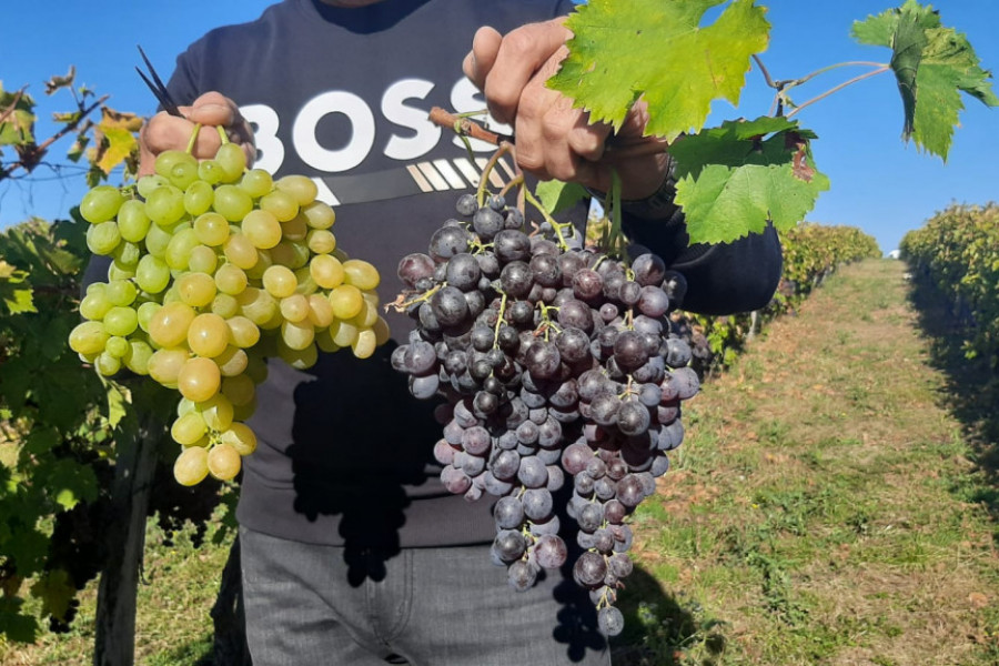 Doktor Perišić otkrio koje grožđe je bolje, crno ili belo: Testirao sam ga na sebi, šećer mi skočio na 15 jedinica