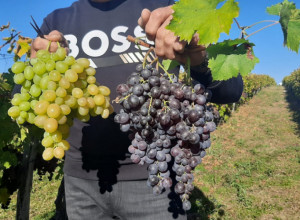 Doktor Perišić otkrio koje grožđe je bolje, crno ili belo: Testirao sam ga na sebi, šećer mi skočio na 15 jedinica