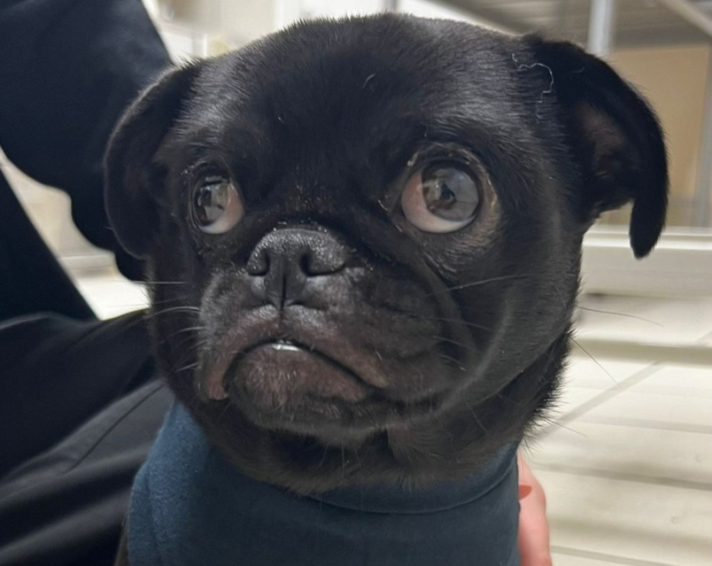 Kad te ljubimac šokira: Vlasnici odveli psa kod veterinara, evo šta mu je našao u stomaku