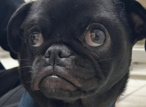 Kad te ljubimac šokira: Vlasnici odveli psa kod veterinara, evo šta mu je našao u stomaku
