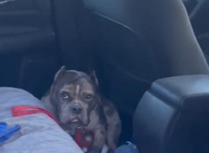 Rasplakaće vas te tužne okice: Napuštena kuca neće da izađe iz kola posle izleta, samo da čujete razlog!