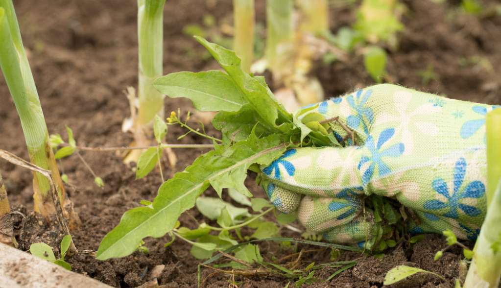 Kako uništiti korov u bašti i dvorištu: Treba vam jedno sredstvo iz kupatila i bićete mirni do jeseni!