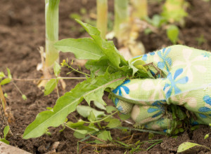 Kako uništiti korov u bašti i dvorištu: Treba vam jedno sredstvo iz kupatila i bićete mirni do jeseni!