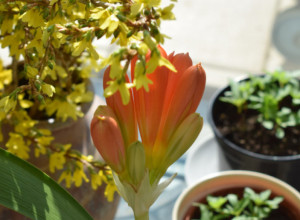 Stavite nekoliko novčića u saksiju: Ako ova biljka procveta u februaru znači da u vašu kuću uskoro stižu dobre vesti