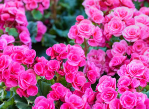 Privlači ljubav: Svaka žena treba da gaji ovo cveće na terasi i radost će preplaviti njen dom