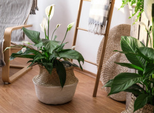 Prema starim verovanjima svaka kuća treba da ima ovu biljku: Simbol je sreće, ljubavi i skladnog braka