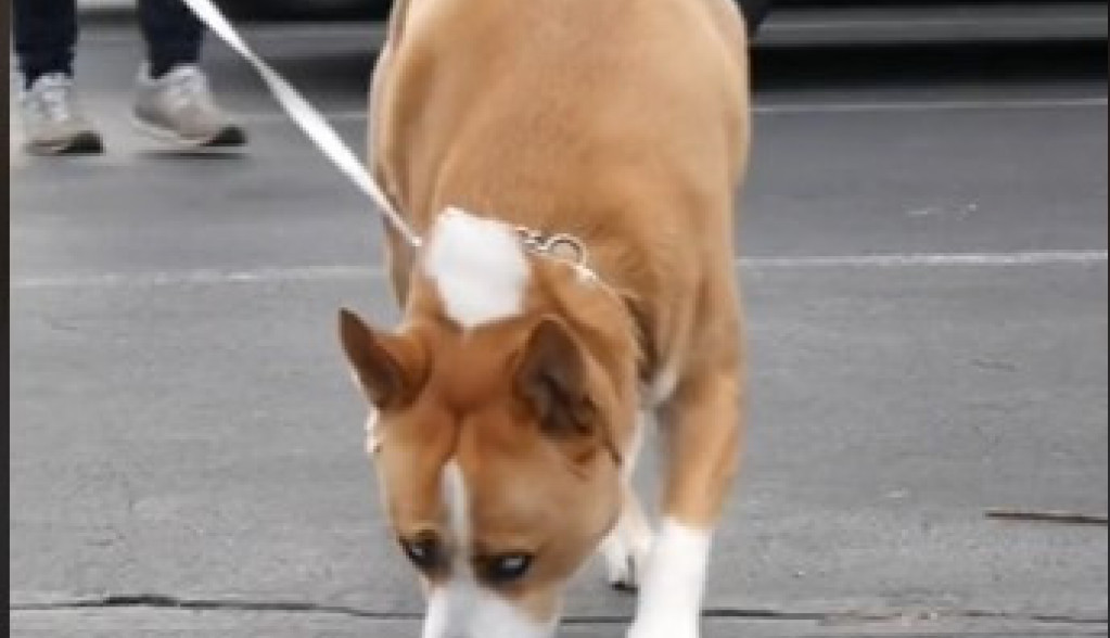 Kuca ima 200.000 pratilaca na TikToku: Pas je mešanac haskija i pit bula i svima je neodoljiv