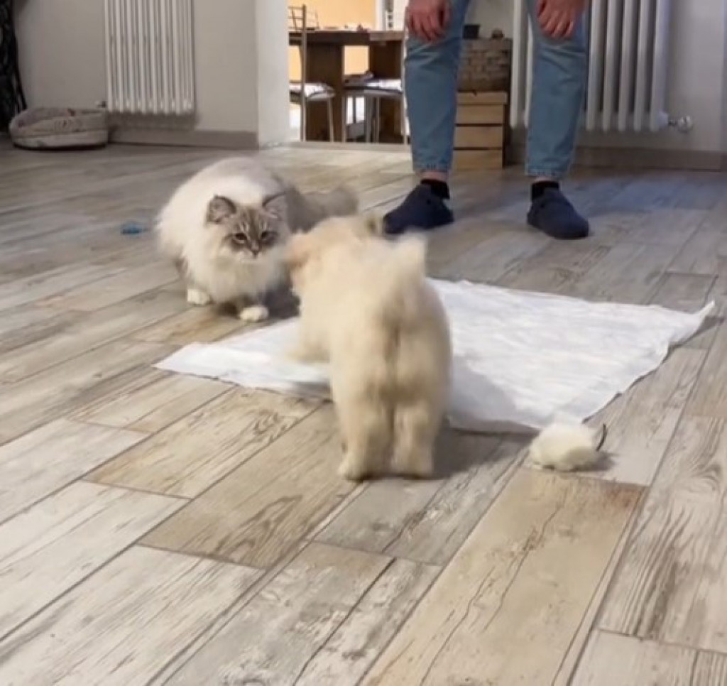 S njima nikad nije dosadno: Mačke prvi put videle psa, a njihova reakcija je osvojila ljude na internetu