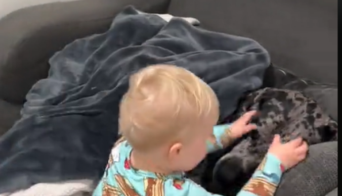 Presladak duo: Svako jutro nakon buđenja dečak trči do svog psa, snimak oduševio korisnike mreža