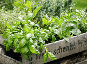 Začin koji topi kilograme: I ne, nije cimet, nego semenke biljke koju su svi zaboravili