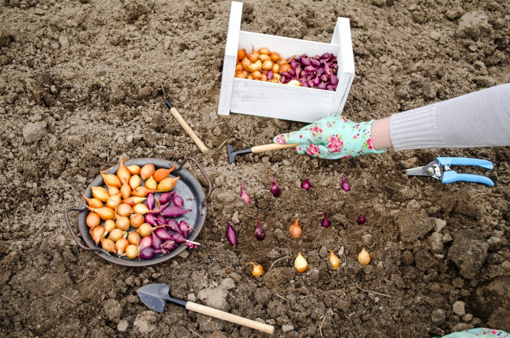 Oproban trik bake Vuke: Oduvek sam ovako sadila luk, zbog jedne stvari rađa kao lud
