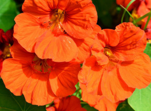 Krasiće vam terasu celo leto: Ovaj cvet je omiljen među ženama, jer je vesele boje, veoma izdržljiv i štiti od insekata