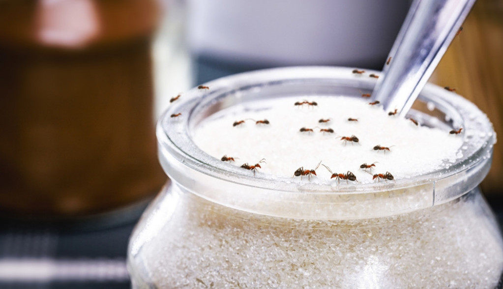 Oterajte mrave iz kuće i dvorišta: Ne podnose miris i ukus ove biljke, pa će pobeći i neće se vraćati