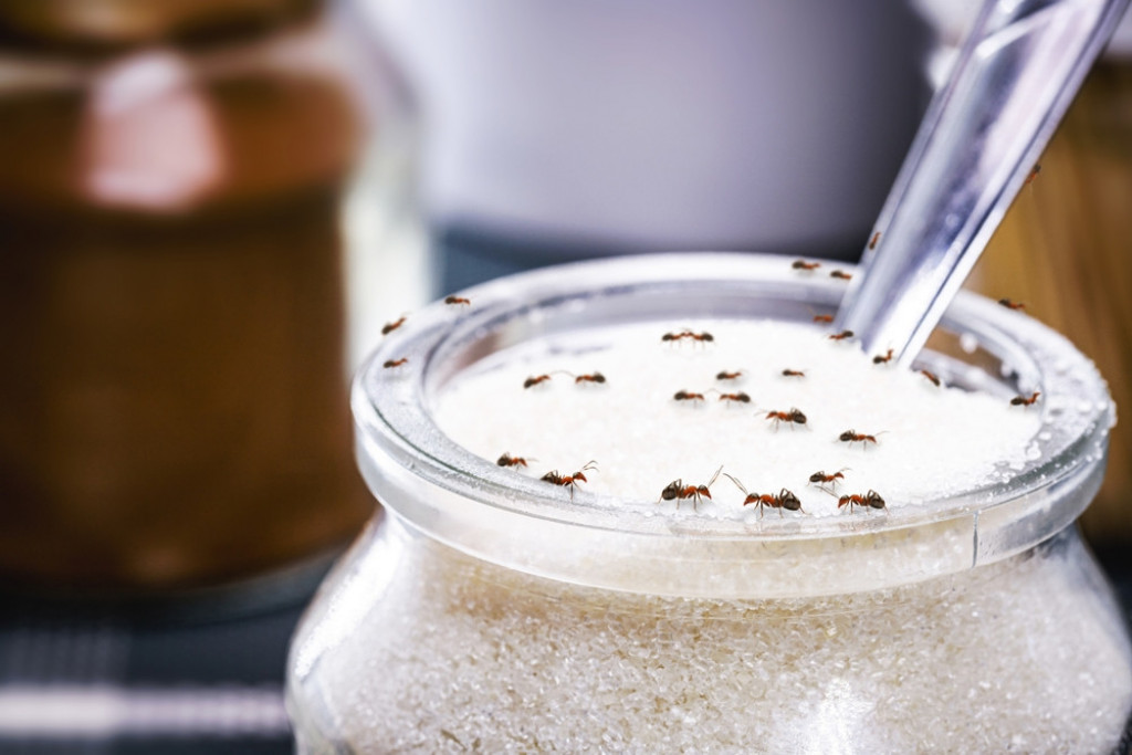 Oterajte mrave iz kuće i dvorišta: Ne podnose miris i ukus ove biljke, pa će pobeći i neće se vraćati