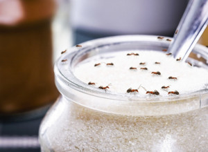 Oterajte mrave iz kuće i dvorišta: Ne podnose miris i ukus ove biljke, pa će pobeći i neće se vraćati