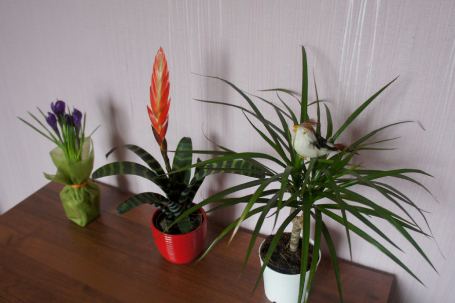 Čuva cveće od bolesti i oživljava ih u trenutku: Jedan sastojak svi imate u fioci u kuhinji, pravo je čudo