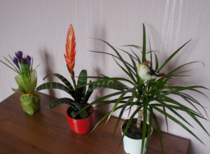 Ova biljka donosi mir i sreću: Evo koliko stabljika treba da imate u kući da biste privukli bogatstvo