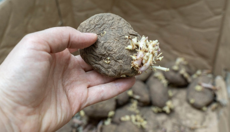 Stručnjaci upozoravaju: Nikako ne treba jesti proklijao i smežuran krompir, evo zašto je to opasno