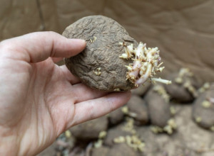 Stručnjaci upozoravaju: Nikako ne treba jesti proklijao i smežuran krompir, evo zašto je to opasno