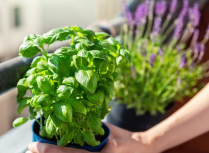 Ovu biljku svaka žena treba da nabavi u aprilu: Sada najjače privlači novac i veliku ljubav