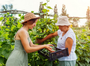 Trik uz koji više nikad nećete pojesti gorki krastavac: Postupak vam može izgledati čudno, ali će uspeti
