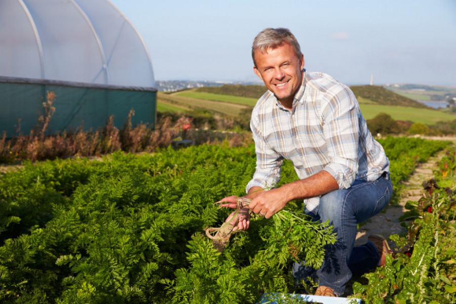 Zašto iskusni baštovani zabijaju plastične viljuške u zemlju? Izgleda čudno, ali funkcioniše