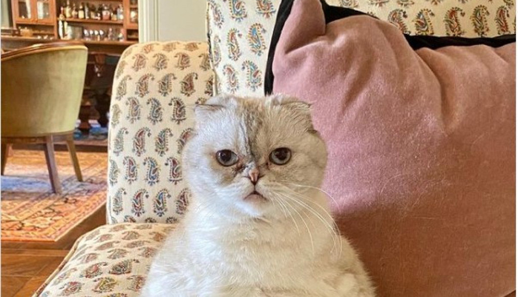 Ovi kućni ljubimci su bogatiji od ljudi: Mačka poznate pevačice zaradila 97 miliona dolara, a jedan pas ima na računu čak 500 miliona!