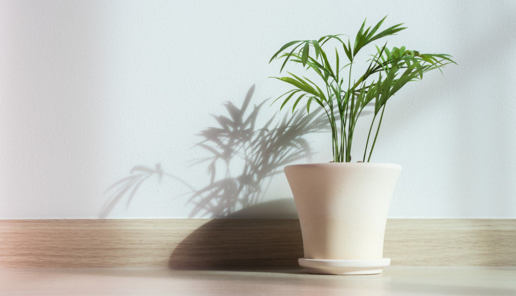 Dom koji ima ovaj cvet sreća prati zauvek: Obavezno ga nabavite ovog leta