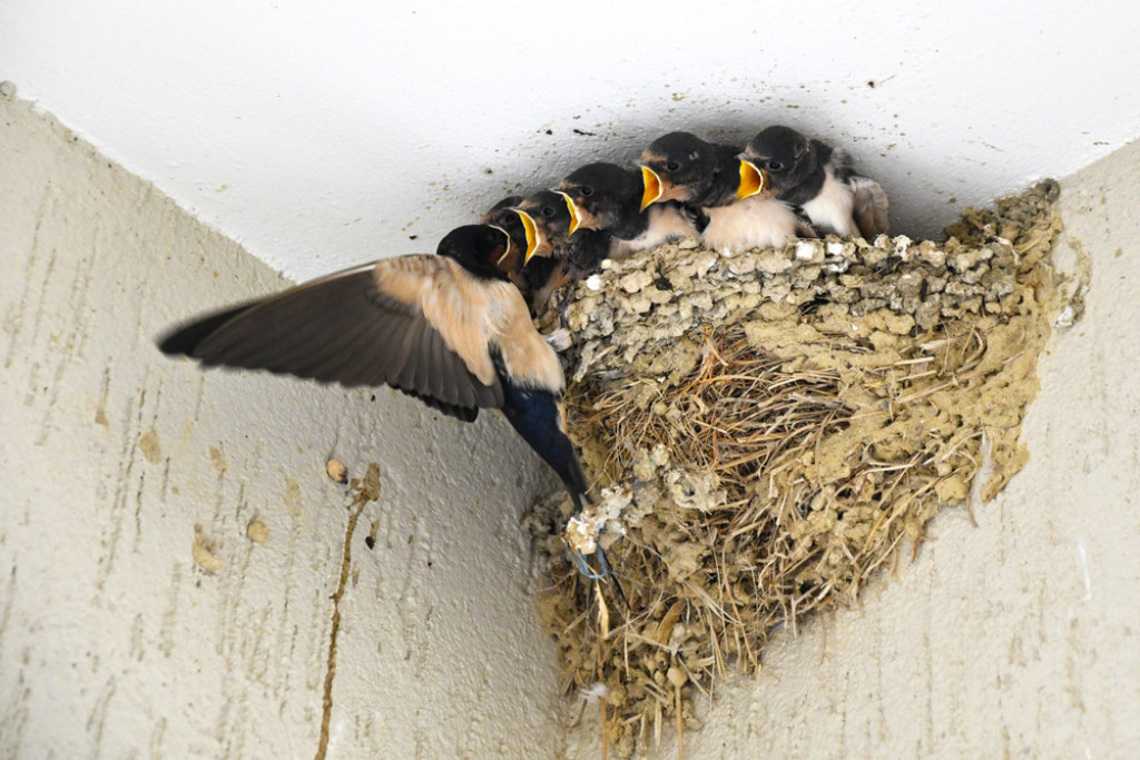 Lastino gnezdo se nikada ne dira: Donose lepe vesti i znak su napretka i bogatstva