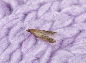 Oterajte moljce uz proverene trikove: Pobeći će iz vaše kuće i nikada se više neće vratiti!