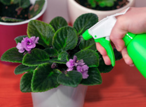 Sad je vreme da podmladite ljubičice: Trik sa kesom uspeva svima