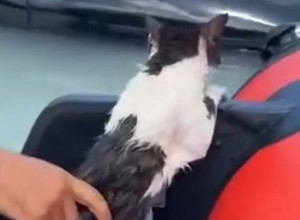 Prizor koji je mnoge raznežio: U poplavljenoj ulici, maca se čvrsto držala za kvaku kola da je ne odnese voda