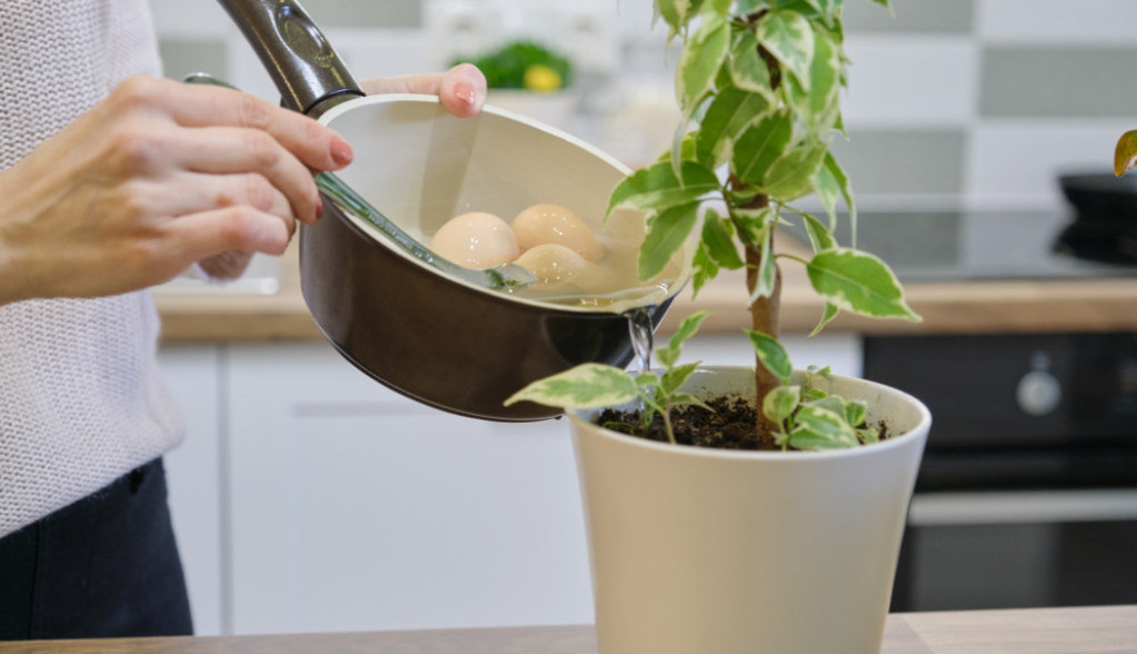 Zalijte biljke ovom vodom i rašće kao lude: Preporodiće se odmah, sve što vam treba imate u kuhinji